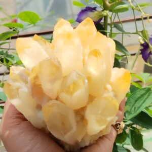 Citrin family cluster